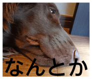 811126545