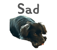 811205586