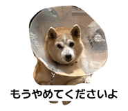 811227890