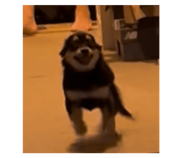 811288768