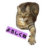 811306790