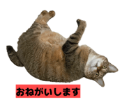 811306791