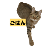 811306794
