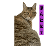 811306804