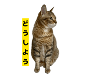 811306808