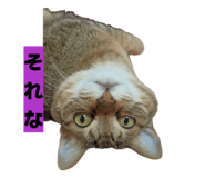 811306810