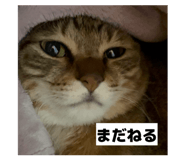 811306822