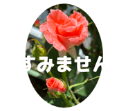 811342571