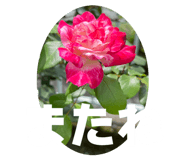 811342574
