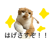 811491138