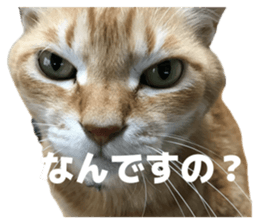 811535236