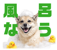 811555998