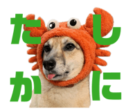 811556006