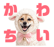 811556007
