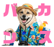811556008