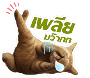 811560365