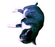 811704188