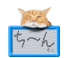 811828531