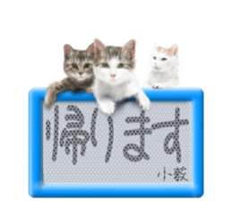 811829397