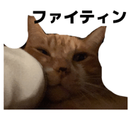 811857785