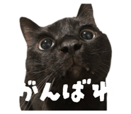 811857786