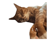 811857796