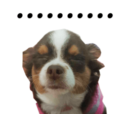 81195640