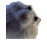 812002954
