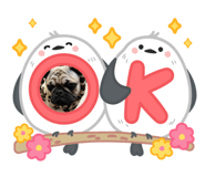 812245537