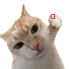 Silly Goofy Dip Catto V.3 รูปที่ 2