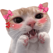 Silly Goofy Dip Catto V.3 รูปที่ 11