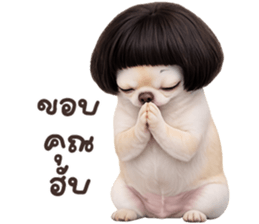 ❤️ชิวาวา ตัวตึง❤️ รูปที่ 2