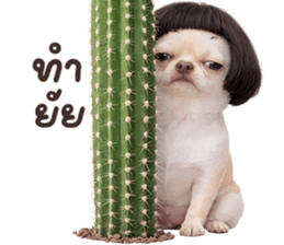 ลายที่ 25