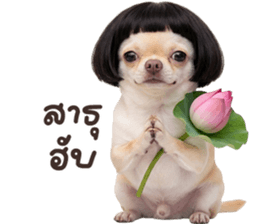 ❤️ชิวาวา ตัวตึง❤️ รูปที่ 32