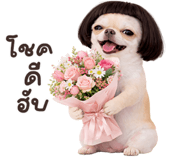 ❤️ชิวาวา ตัวตึง❤️ รูปที่ 33
