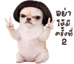 ❤️ชิวาวา ตัวตึง❤️ รูปที่ 39