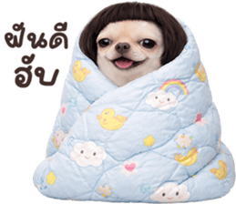 ❤️ชิวาวา ตัวตึง❤️ รูปที่ 40