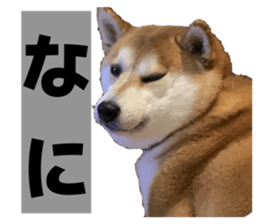 812461255