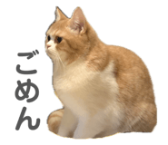 812754887