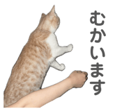 812754900