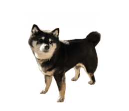 812772132