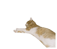 813407718