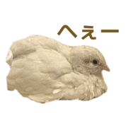 813415557