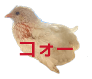 813415559