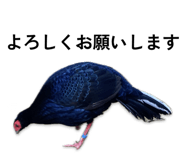 813415574