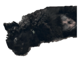 813954377