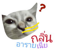 814315621