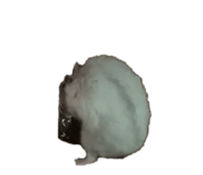 814491947