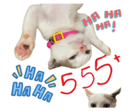814523838