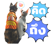 814726623